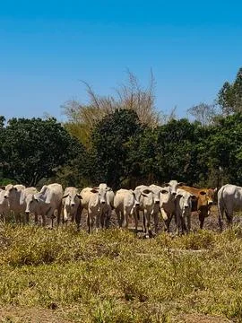 Cattle Grazing in the Sun Stock Photos