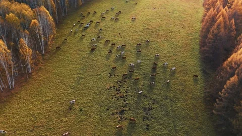 Cattle grazing in a sunlit meadow surrounded by autumn trees in October Stock Footage 293185073