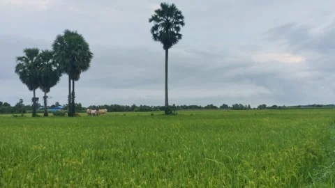 Cattle Grazing Under Sugar Palm Trees In Lush Green Rice Field 4K Stock Footage 346171759