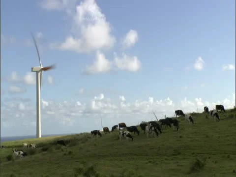 Cattle Grazing under Windmill Stock-Footage 22243190
