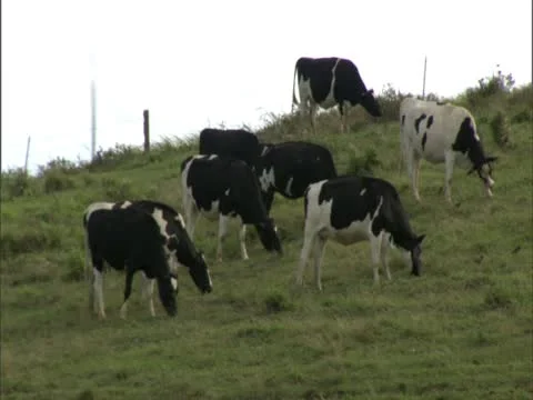 Cattle Grazing under Windmill Stock-Footage 22243192