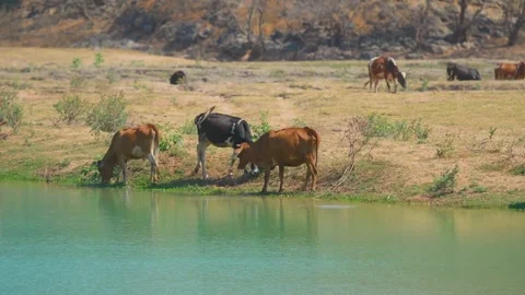 Cattle Grazing by a Water Source in the Arid Landscape East of Salalah, Oman Stock Footage 324769551