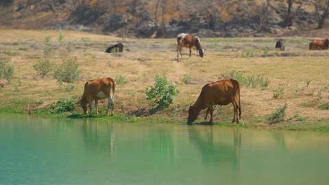 Cattle Grazing by Water Source in Dry Landscape East of Salalah, Oman Video stock 324875090