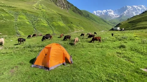 Cattle grazing wide view around a tent in Ushguli, Svaneti Stock Footage 343772746