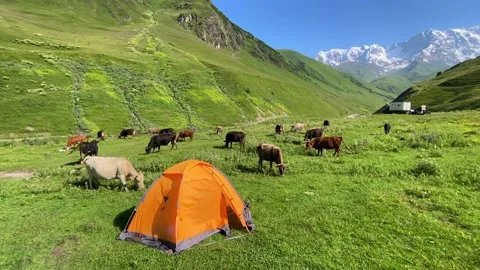 Cattle grazing in wide view around a camping tent near Ushguli Stock Footage 343772780