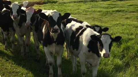 Cattle in green farm field Stock Footage 7746027