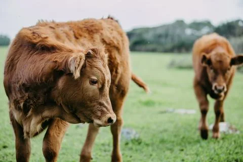 Cattle on green Stock Photos