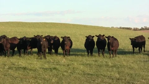Cattle Group -black Angus -come to camera Stock Footage 105880803