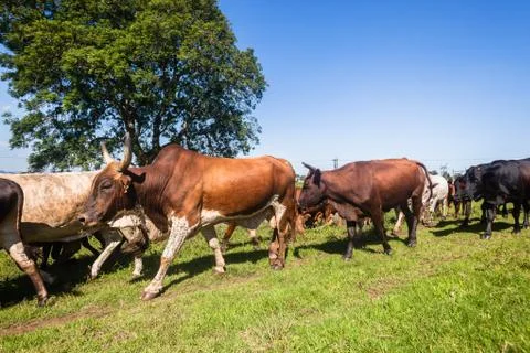 Cattle Herd Animals Stock Photos