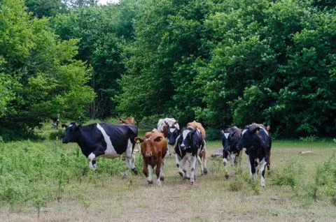 Cattle herd are running in a forest glade Stock Photos