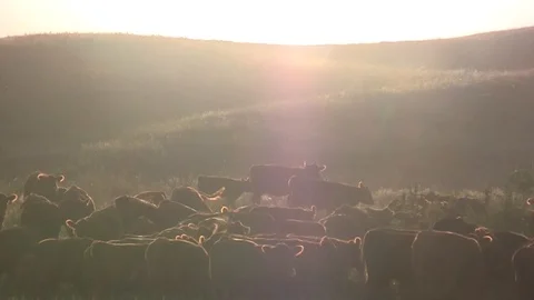 Cattle herd backlit bothered by flies Stock Footage 105880793