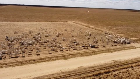Cattle herd in confinement in Brazil drone shot Stock Footage 274573724