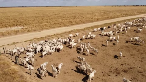 Cattle herd in confinement in Brazil drone shot Stock Footage 274573825