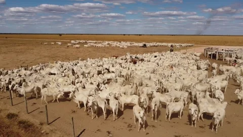 Cattle herd in confinement in Brazil drone shot Stock Footage 274573933