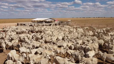 Cattle herd in confinement in Brazil drone shot Stock Footage 274574027