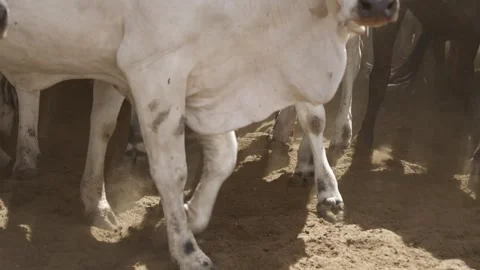 Cattle herd in confinement in Brazil Stock Footage 274572165