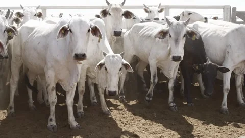 Cattle herd in confinement in Brazil Stock Footage 274572207