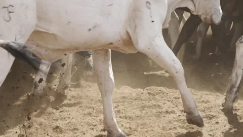 Cattle herd in confinement in Brazil Stock Footage 274572236