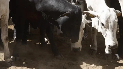 Cattle herd in confinement in Brazil Stock Footage 274572284