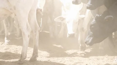Cattle herd in confinement in Brazil Stock Footage 274572285