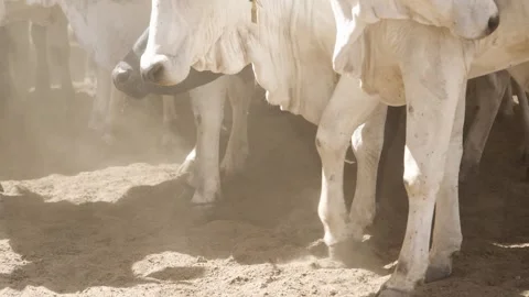 Cattle herd in confinement in Brazil Stock Footage 274572380