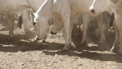 Cattle herd in confinement in Brazil Stock Footage 274572434