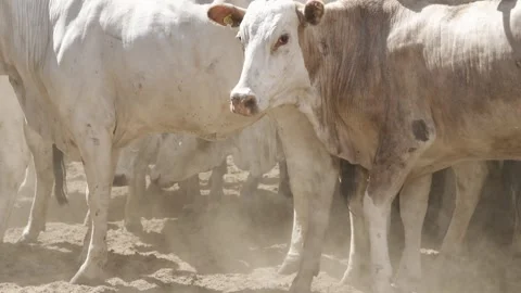 Cattle herd in confinement in Brazil Stock Footage 274572511