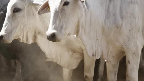 Cattle herd in confinement in Brazil Stock Footage 274572524