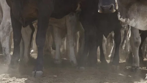 Cattle herd in confinement in Brazil Stock Footage 274572636