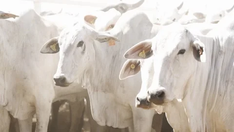 Cattle herd in confinement in Brazil Stock Footage 274572806