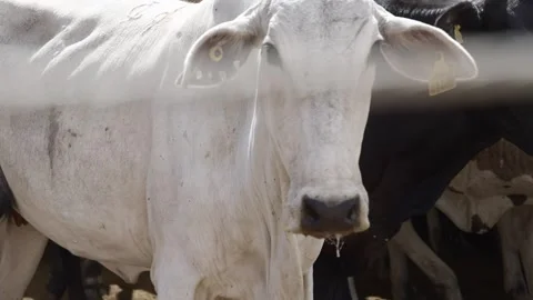 Cattle herd in confinement in Brazil Stock Footage 274572829