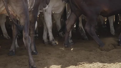 Cattle herd in confinement in Brazil Stock Footage 274572842