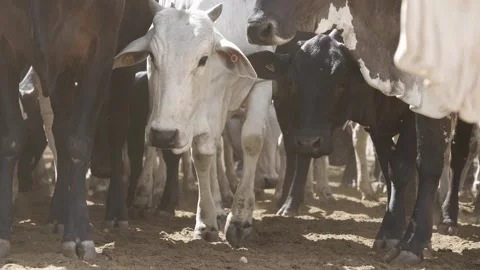 Cattle herd in confinement in Brazil 스톡 동영상 274572843