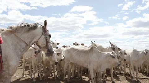 Cattle herd in confinement in Brazil Stock Footage 274573058