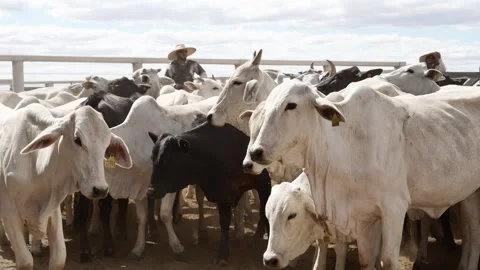 Cattle herd in confinement in Brazil Stock Footage 274573059