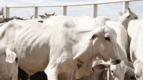 Cattle herd in confinement in Brazil Stock Footage 274573067