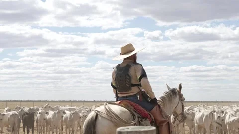 Cattle herd in confinement in Brazil Stock Footage 274573221