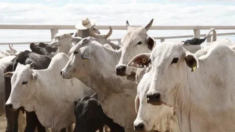 Cattle herd in confinement in Brazil Stock Footage 274573243