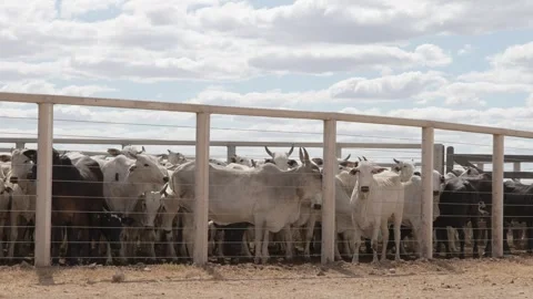 Cattle herd in confinement in Brazil Stock Footage 274573392
