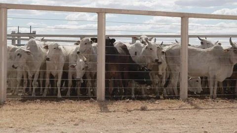 Cattle herd in confinement in Brazil Stock Footage 274573413