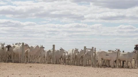 Cattle herd in confinement in Brazil Stock Footage 274573497