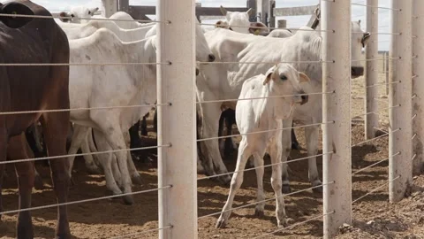 Cattle herd in confinement in Brazil Stock Footage 274573726