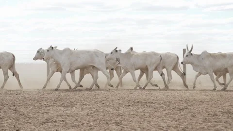 Cattle herd in confinement in Brazil Stock Footage 274574026