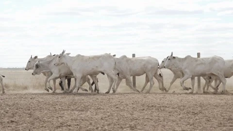 Cattle herd in confinement in Brazil Stock Footage 274574034