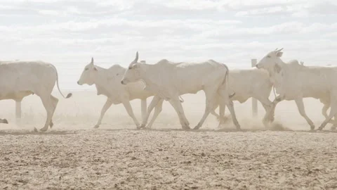 Cattle herd in confinement in Brazil Stock Footage 274574094
