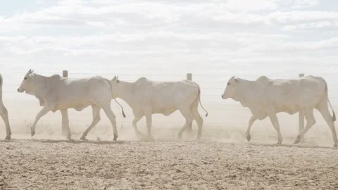 Cattle herd in confinement in Brazil Stock Footage 274574288