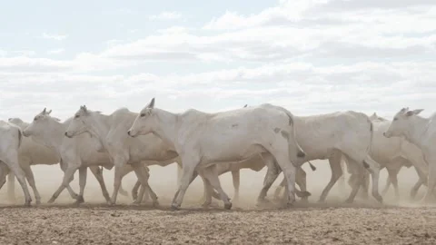 Cattle herd in confinement in Brazil Stock Footage 274574294