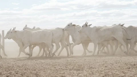 Cattle herd in confinement in Brazil Stock Footage 274574375