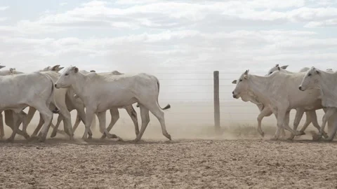 Cattle herd in confinement in Brazil Stock Footage 274574420
