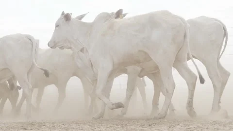 Cattle herd in confinement in Brazil Stock Footage 274574511
